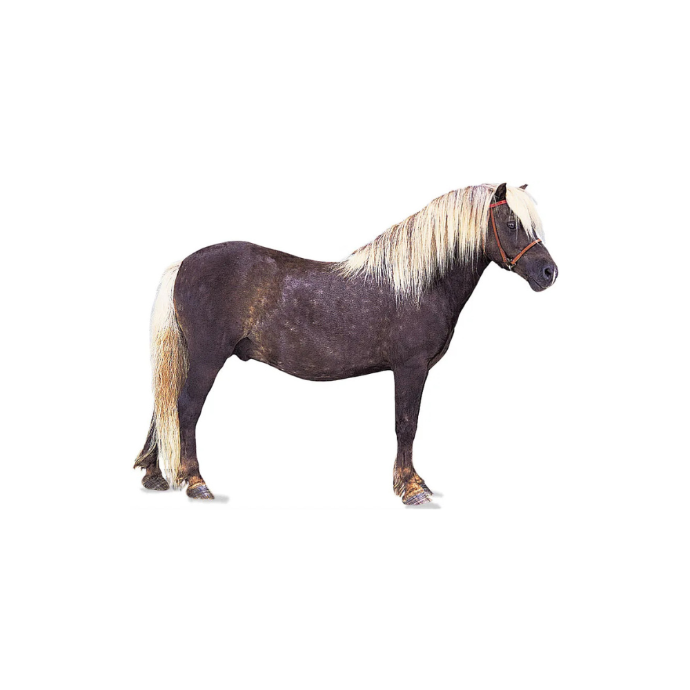 Pony Collection