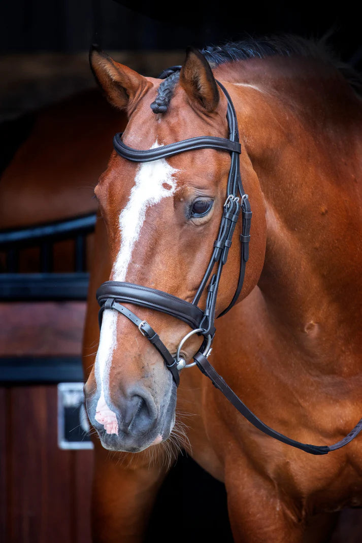 Velociti Rapida Dressage Bridle