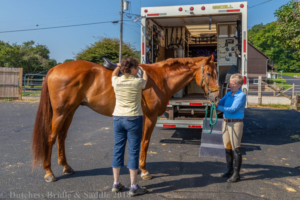 Kate Wilson fitting a saddle to chestnut horse.