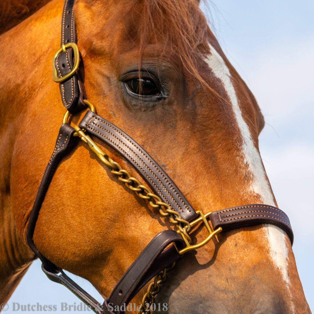 FinnTack American Quality Leather Halter with Adjustable Chin Strap -  Dutchess Bridle & Saddle, LLC