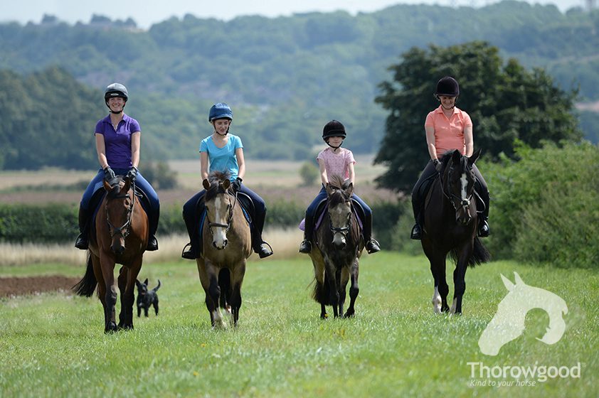 Thorowgood saddles banner, 4 ponies walking through a field