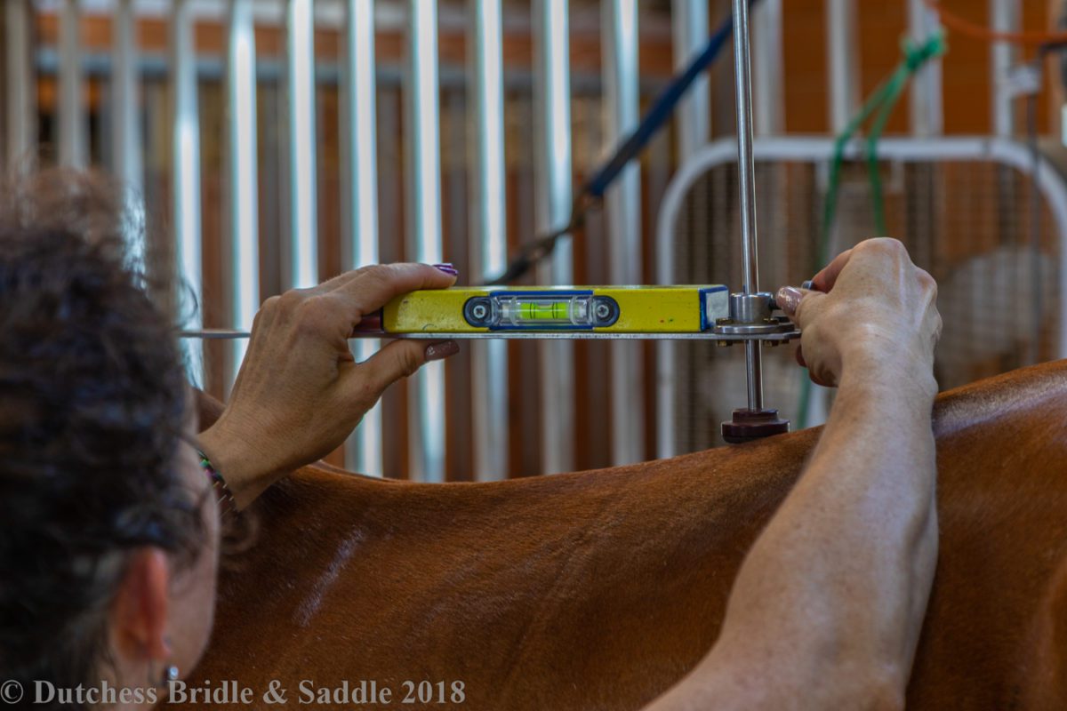 Using a spirit level to accurately measure the drop from withers to back