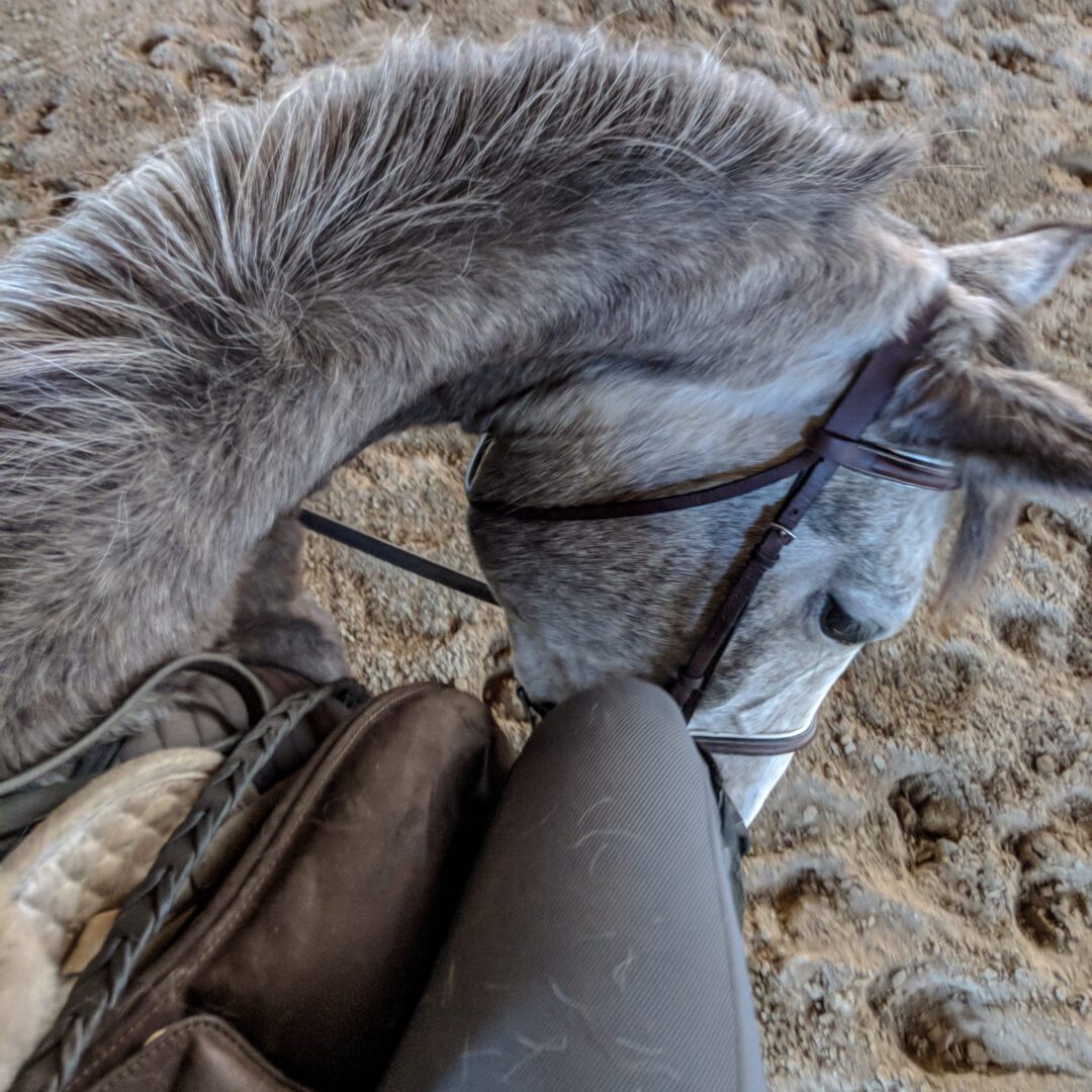 A grey horse nuzzles the rider's leg.