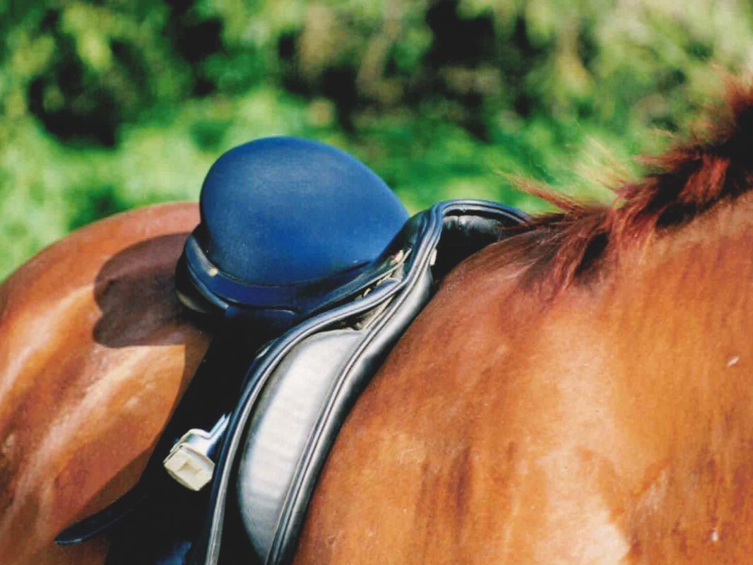 Virtual saddle fitting on the horse.