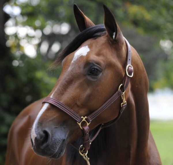 A horse with a black hat and a brown mane.