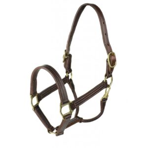 A brown leather halter with brass hardware.