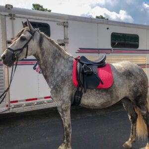 A horse with a saddle on it's back.