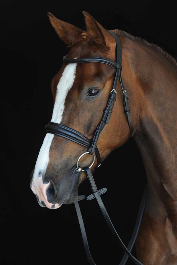 A horse with a white stripe on its head.