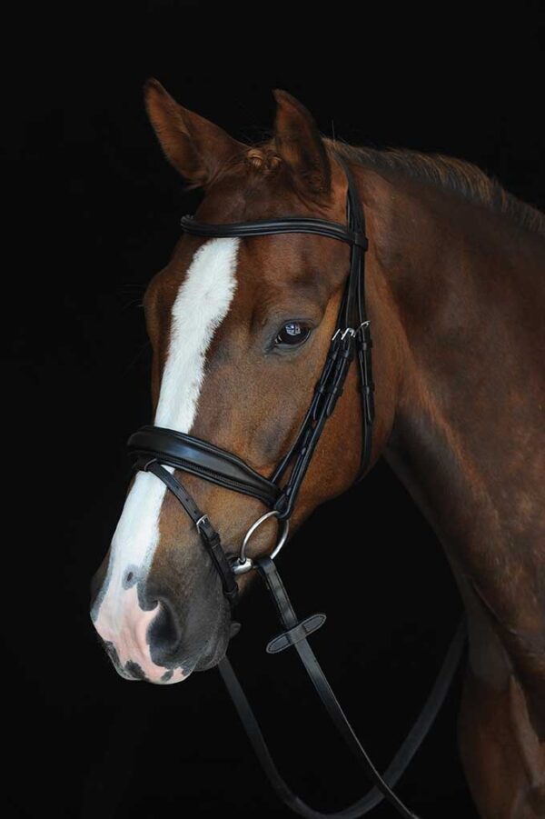 A horse with a white stripe on its head.