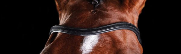 A close up of the bridle on a horse.