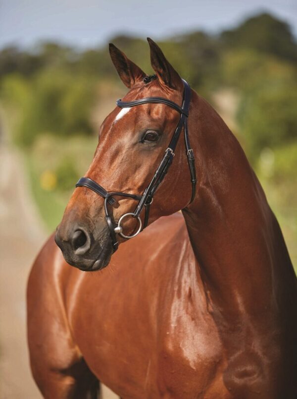 A close up of a horse with trees in the background