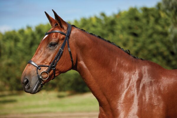 A horse with a bridle on standing in the grass.