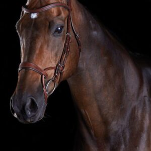 A horse with a bridle on is standing in the dark.