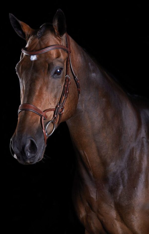 A horse with a bridle on is standing in the dark.