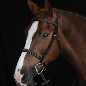 A horse with a white and brown face on it's head.