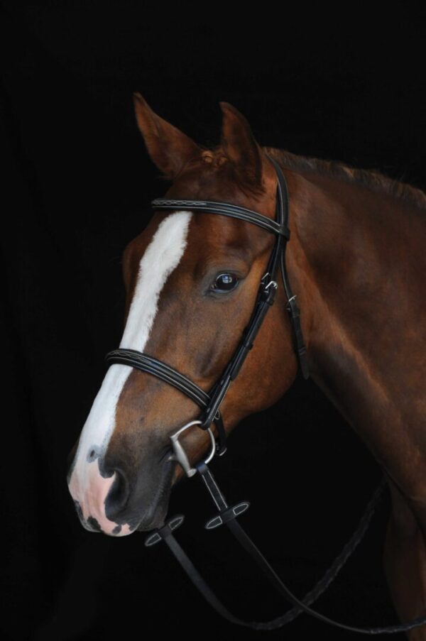 A horse with a white and brown face on it's head.