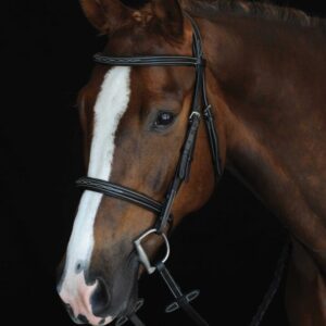 A horse with white markings on its head.