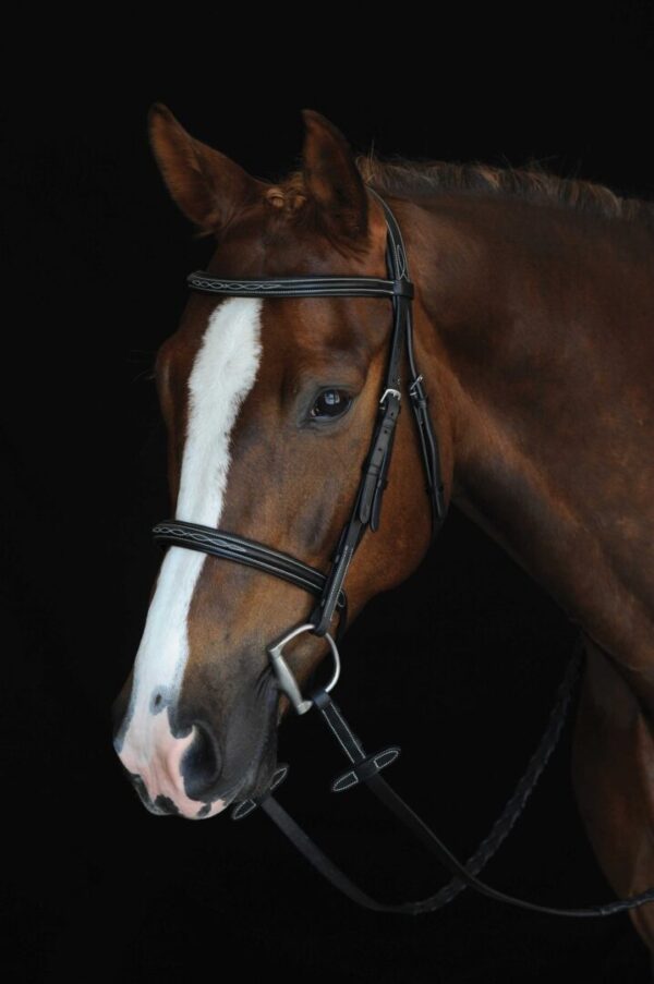 A horse with white markings on its head.