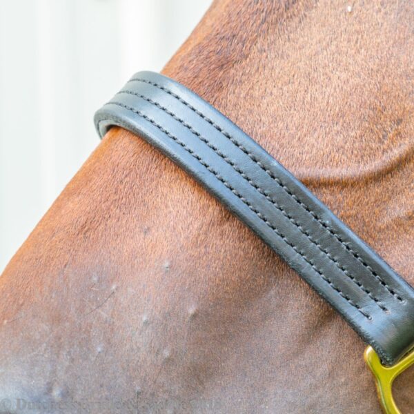 A close up of the side of a horse 's head.