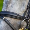 A close up of the bridle on a horse
