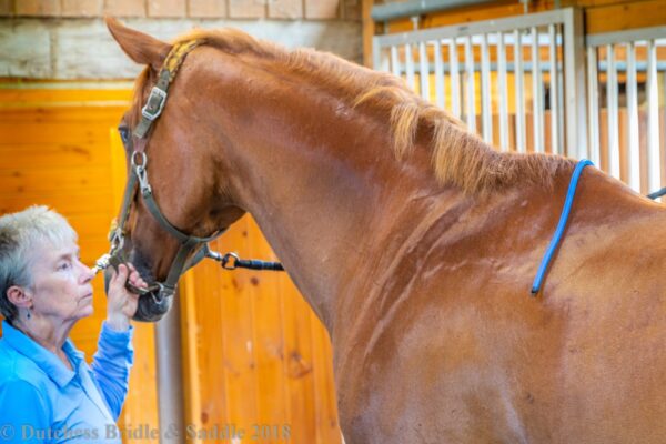 A person is petting the head of a horse.