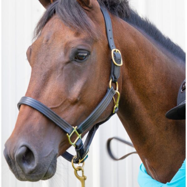 A horse with a harness on its head.