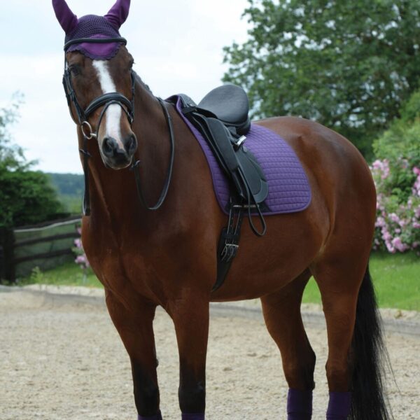 A horse with purple harness and saddle on the ground.