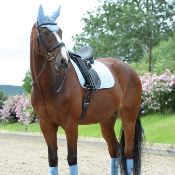 A horse with blue socks and a saddle on.